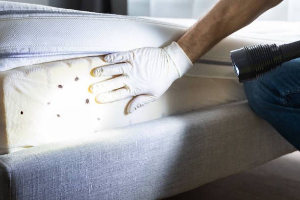 Professional Pest Control in Lackawanna, NY