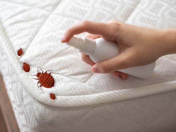Best Bed Bug Extermination  in Lackawanna, NY